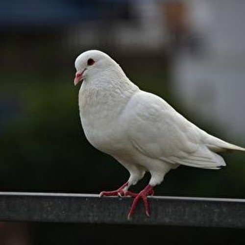 伍佰 Wu Bai&China Blue - 白鴿 White Dove