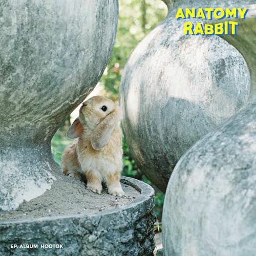 ไม่ต้องมีคำบรรยาย - Anatomy Rabbit (Unofficial)