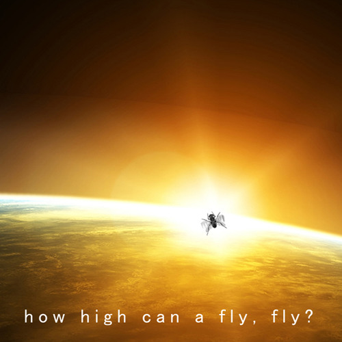 How High Can A Fly Fly