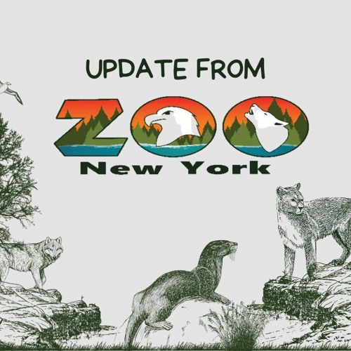 Support The Zoo New York And Help Address The City Council Nov 6 2023 At 6pm In Front Of City Hall!
