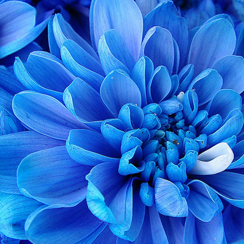 Boys Before Flower - Blue Flower (Inst.)