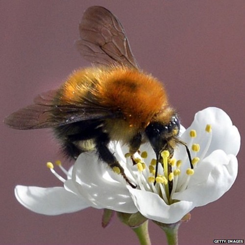 Why the White House has got a bee in its bo about bees