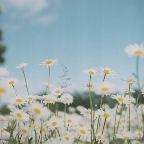 daisies.