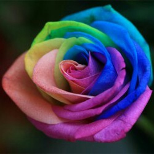 Westlife - the rose