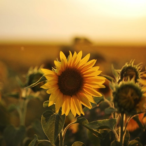 My Sunflower