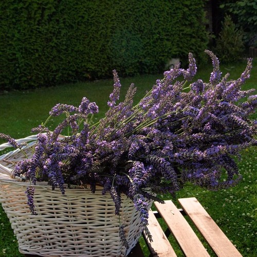 Lavender On The Table