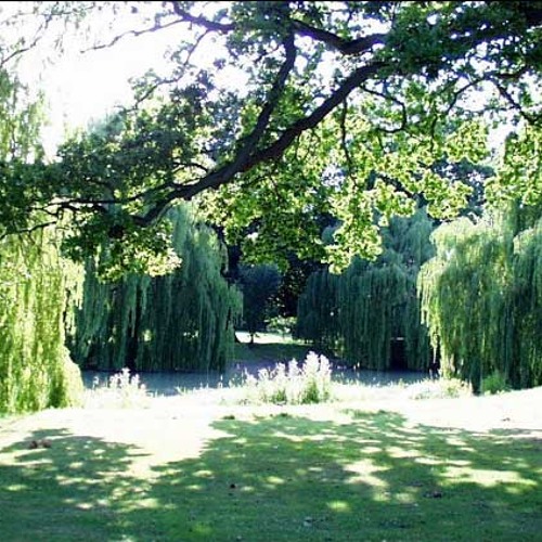 Willow Garden