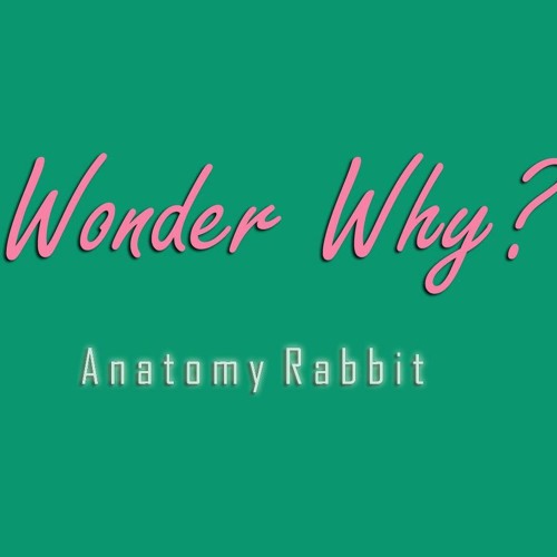 Anatomy Rabbit - Wonder Why