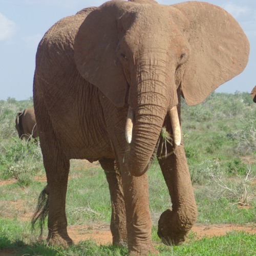 Safari w Parku Tsavo East w Kenii w Radiowej Trójce