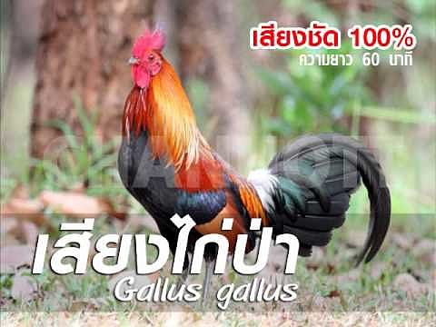 เสียงไก่ป่า 60 นาที jungle fowl Gallus gallus-ZdfRz6Z9RD4